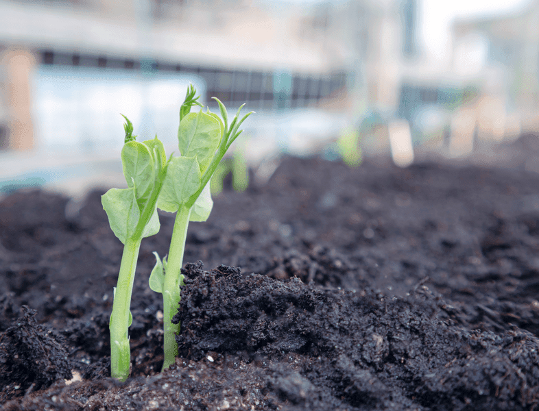 Organic pea seedling in vegetable bed. Close up. Snow Peas, Sugar Peas or Snap Peas. First tendrils visible. Early spring planting. Soft bokeh background with netting for plant support.