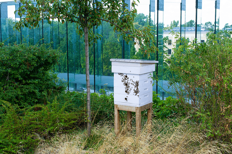 Beehive on roof of the building